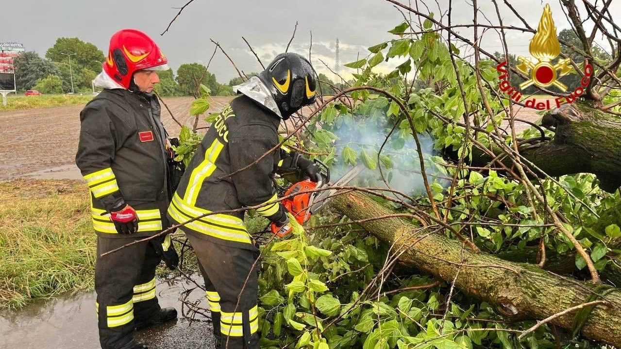 I vigili del fuoco mettono in sicurezza un albero I vigili del fuoco mettono in sicurezza un albero