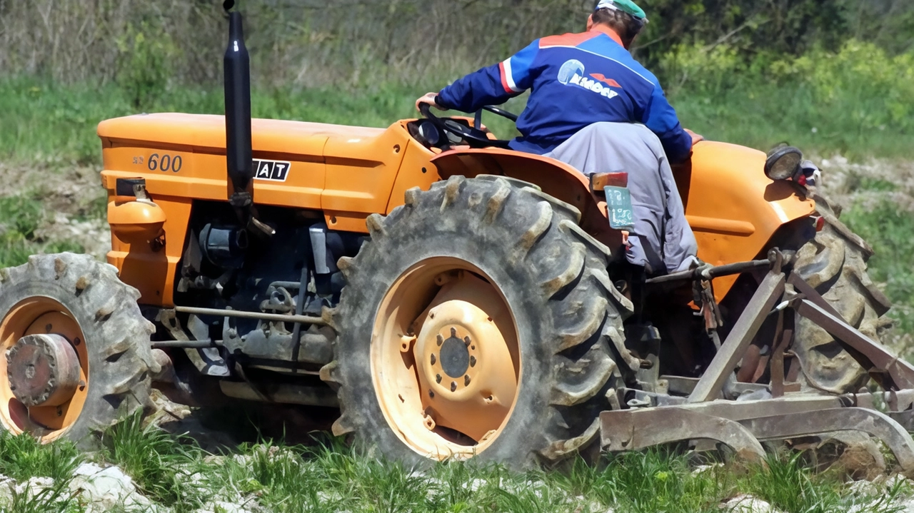 Si tratta di un fenomeno ancora molto diffuso in provincia di Sondrio: prati, campi e boschi che sono dei veri... Si tratta di un fenomeno ancora molto diffuso in provincia di Sondrio: prati, campi e boschi che sono dei veri...