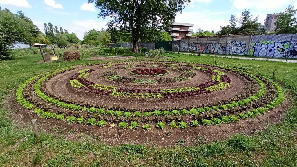 l8217agricoltura che rigenera orto comune niguarda festa grande per i 10 anni