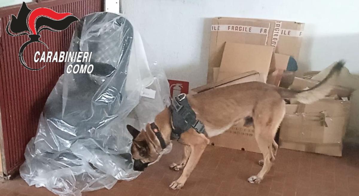 il fiuto infallibile di r max il cane carabiniere trova pistole e proiettili a cabiate