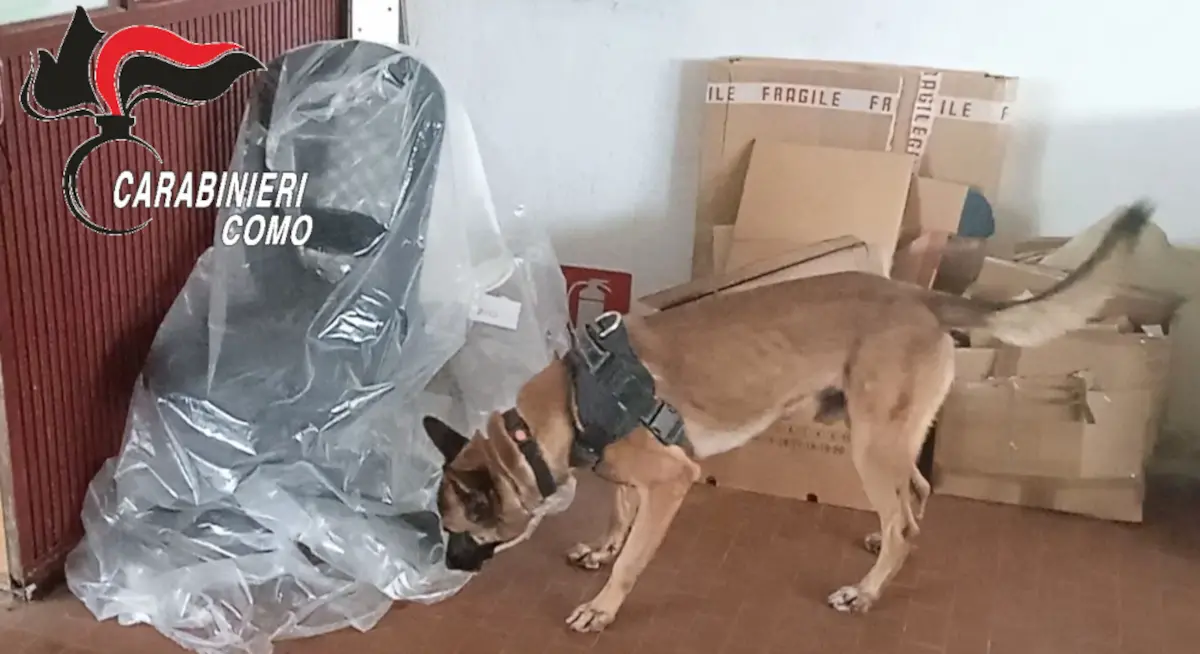 Il fiuto infallibile di R-Max: il cane carabiniere trova pistole e proiettili a Cabiate