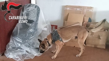Il fiuto infallibile di R-Max: il cane carabiniere trova pistole e proiettili a Cabiate