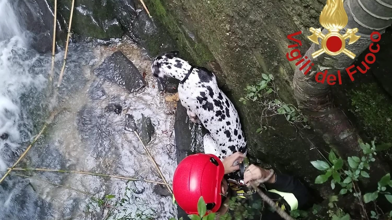 Il salvataggio dell'alano Il salvataggio dell'alano
