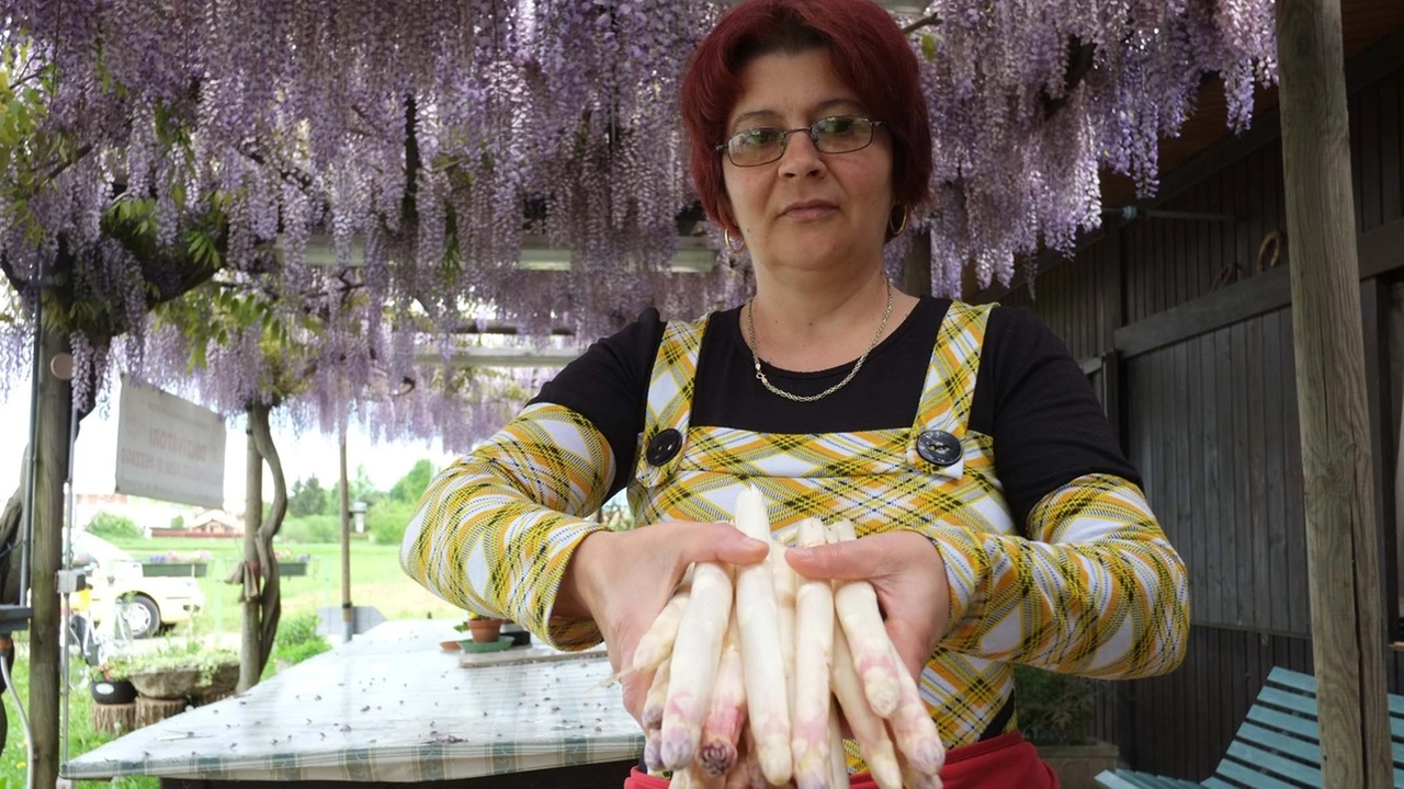 Gusto e colore dell’asparago rosa derivano  dalle caratteristiche uniche del terreno argilloso di Mezzago 