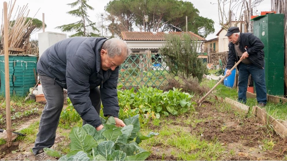 Gli orti di via Piermarini sono abusivi secondo il Comune e devono essere sgomberati ma coloro che li coltivano da anni promettono resistenza ad oltranza ed hanno già nominato un legale