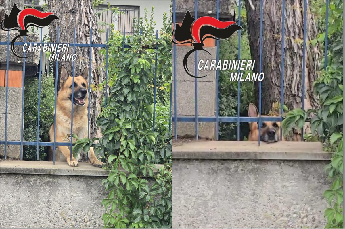 Parte per le vacanze e lascia per settimane il cane in cortile senza cibo né acqua: denunciato per maltrattamenti