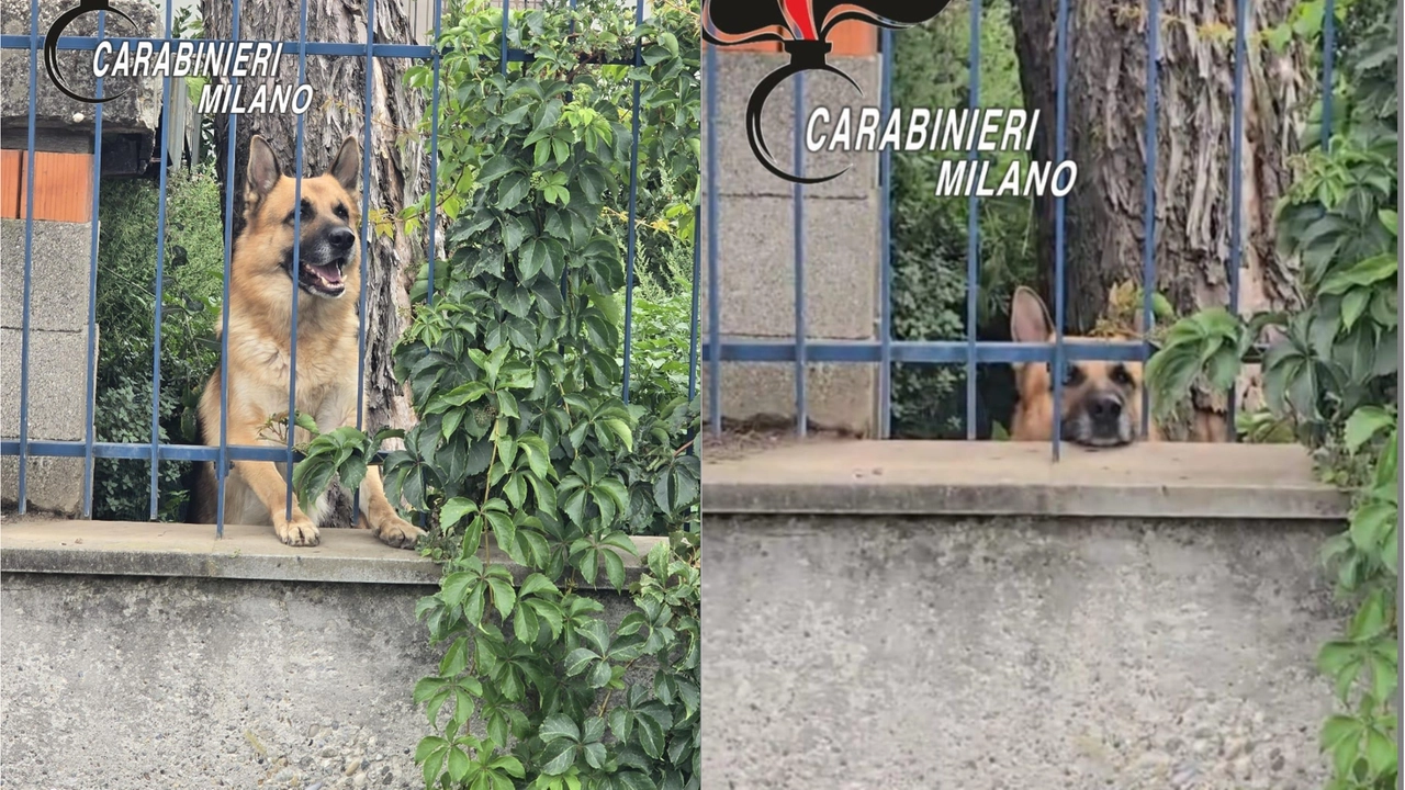 Il cane lupo da giorni non riceveva né cibo né acqua Il cane lupo da giorni non riceveva né cibo né acqua