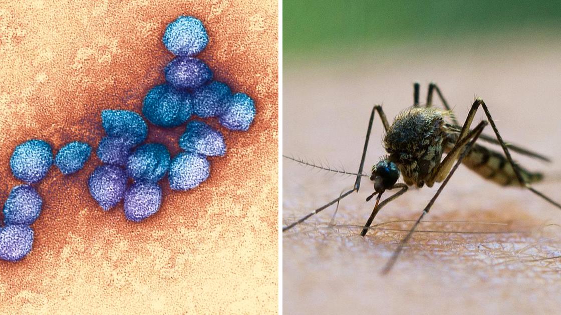 il virus west nile 232 stato identificato in 4 province della lombardia le zone a rischio