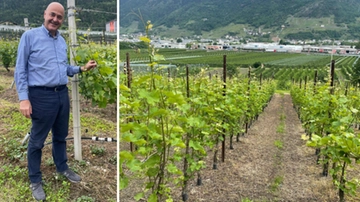 In Valtellina viticoltura eroica, ma con Grazia
