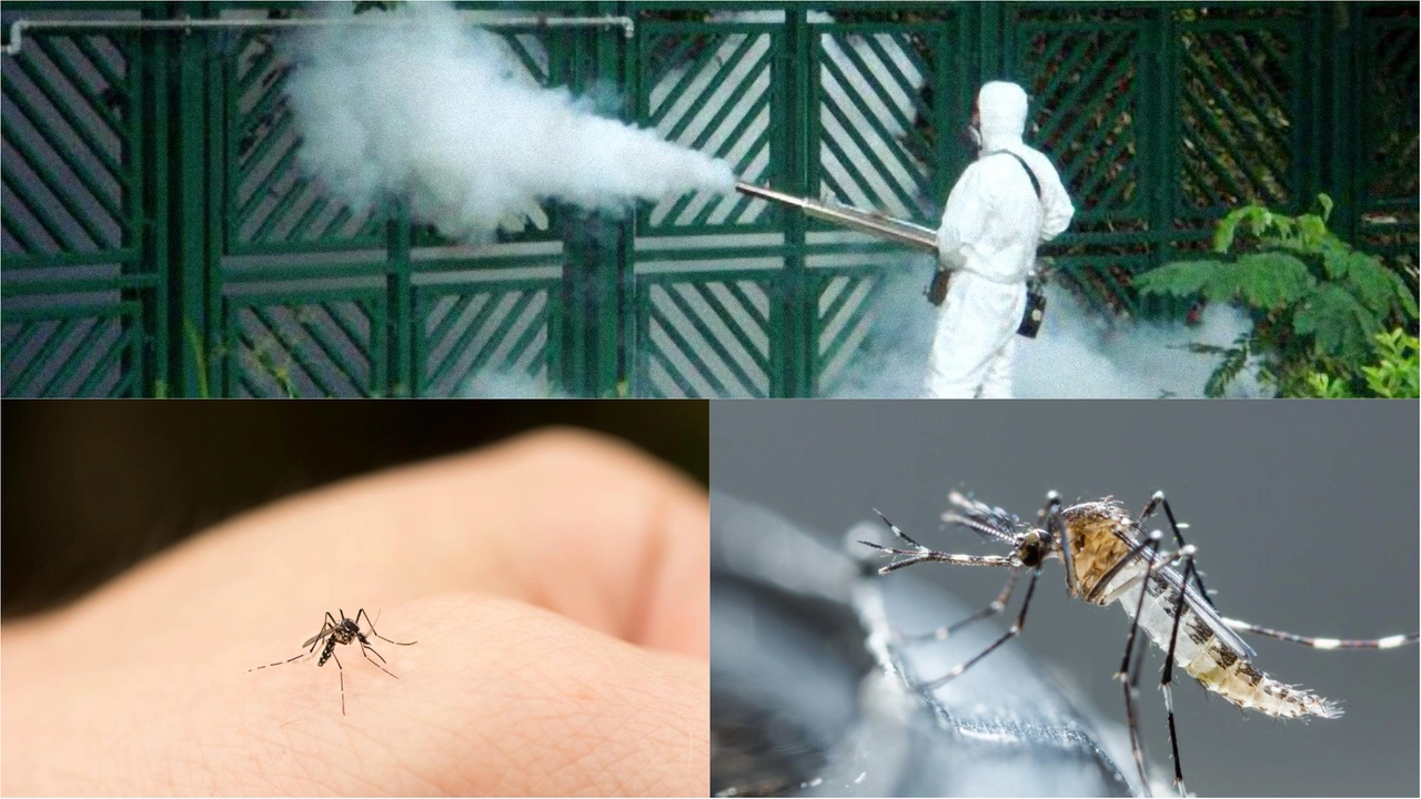 Zanzare come difendersi e prevenirne la diffusione Zanzare come difendersi e prevenirne la diffusione