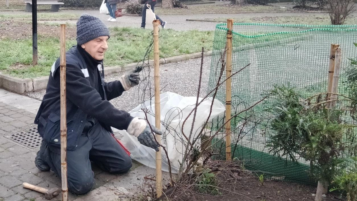 Ancora danneggiata l’aiuola comunale di piazza Martiri della Libertà, dopo che era stata risistemata e riordinata una decina di... Ancora danneggiata l’aiuola comunale di piazza Martiri della Libertà, dopo che era stata risistemata e riordinata una decina di...