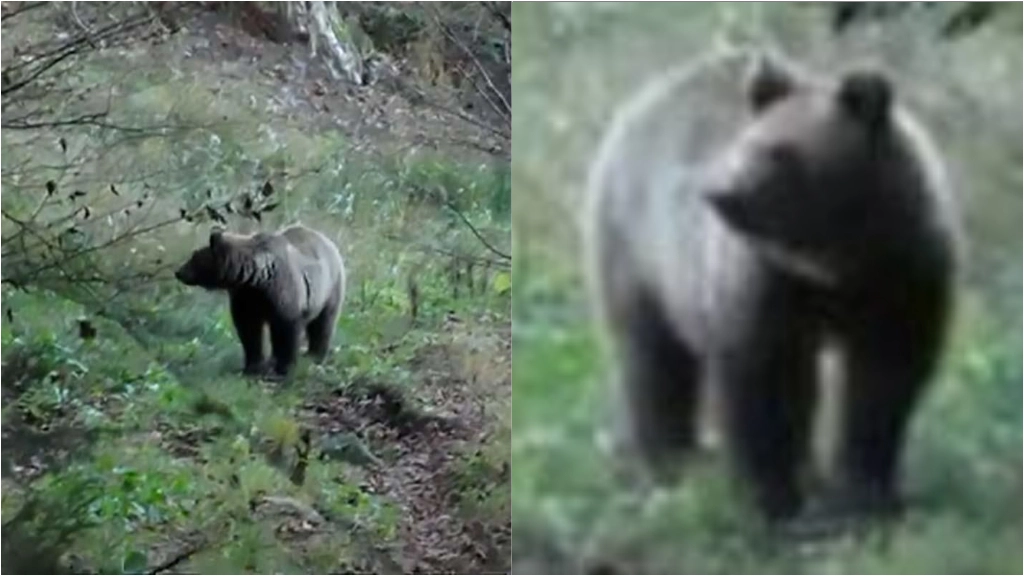 I passati avvistamenti dell'orso a Caiolo, in Valtellina