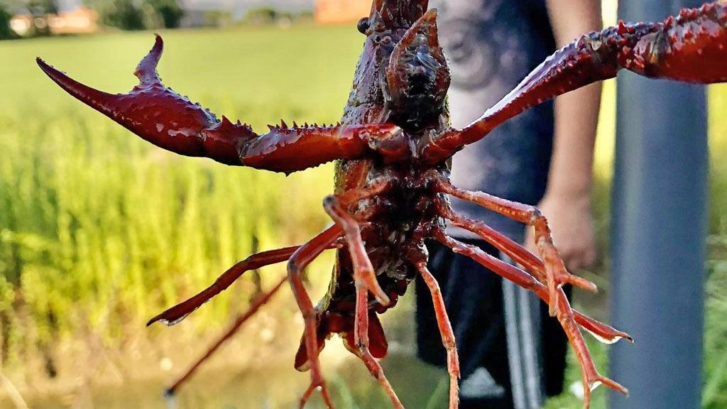 “Gambero killer”. Un successo la gara di pesca “Gambero killer”. Un successo la gara di pesca