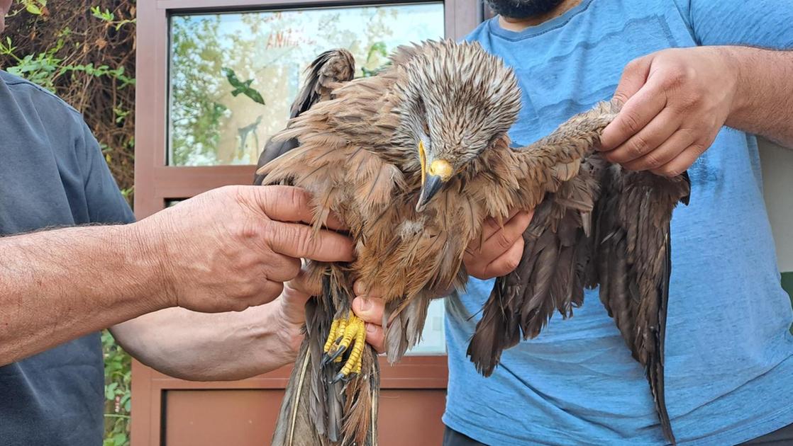 Un nibbio, tre piccoli di rondine e una civetta trovati feriti nel Lodigiano: salvati da polizia provinciale e dai volontari