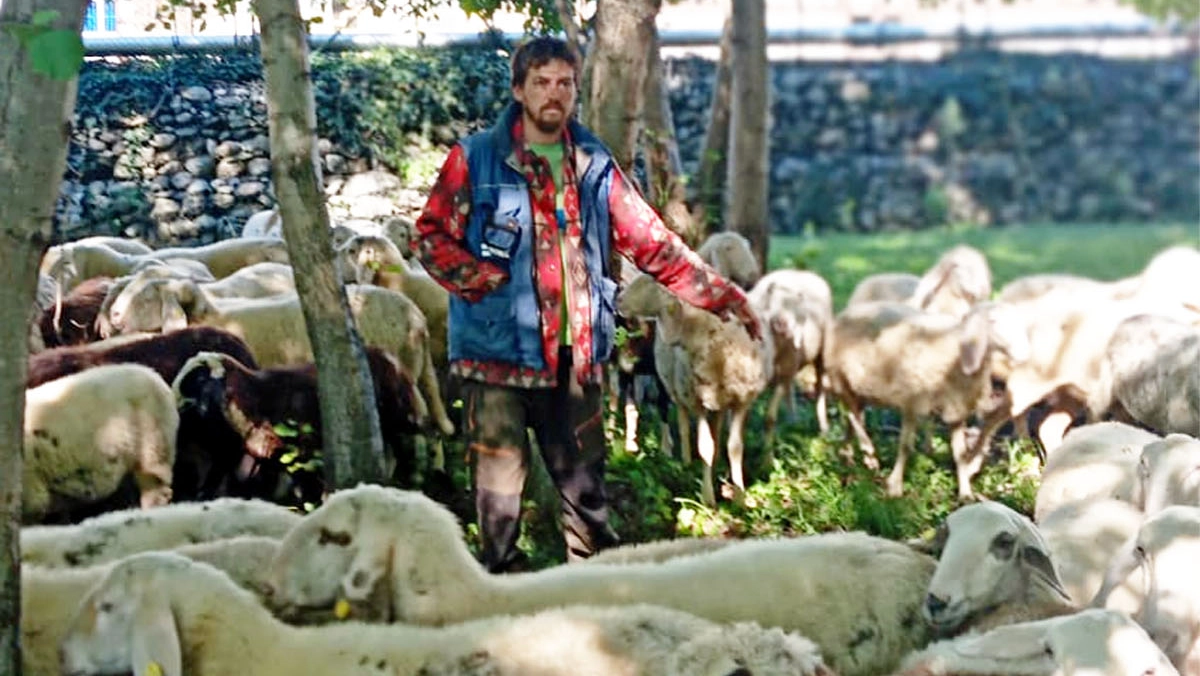 Il pastore Mauro Farina, proprietario del gregge avvelenato Il pastore Mauro Farina, proprietario del gregge avvelenato