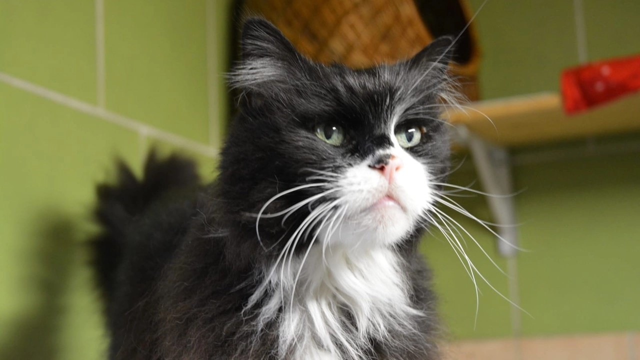 Paderno, addio al gatto Anselmo: era la star dell'Asilo di Palazzolo Paderno, addio al gatto Anselmo: era la star dell'Asilo di Palazzolo