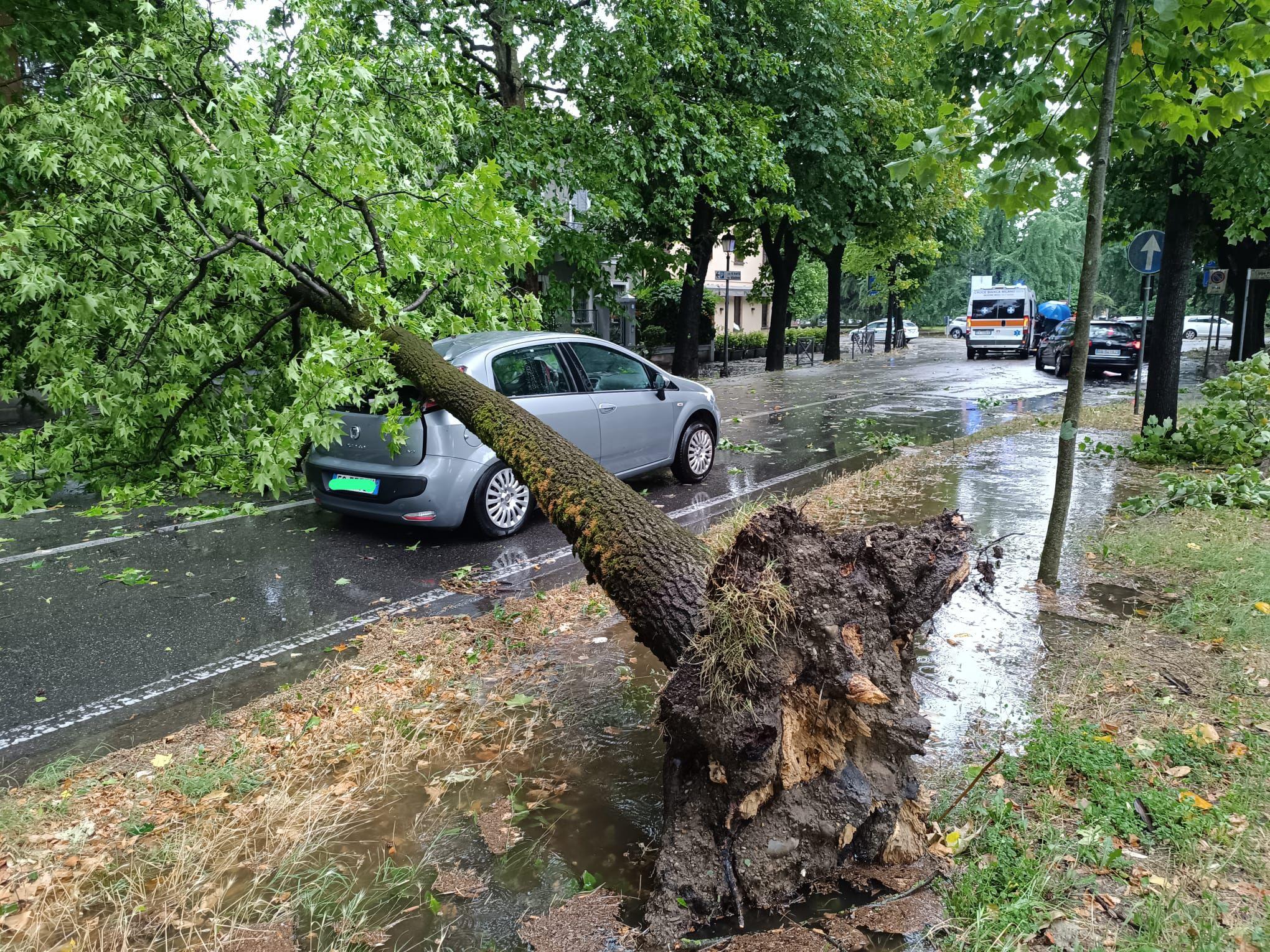 Crema, albero si abbatte su un’auto: la conducente salva per miracolo Crema, albero si abbatte su un’auto: la conducente salva per miracolo