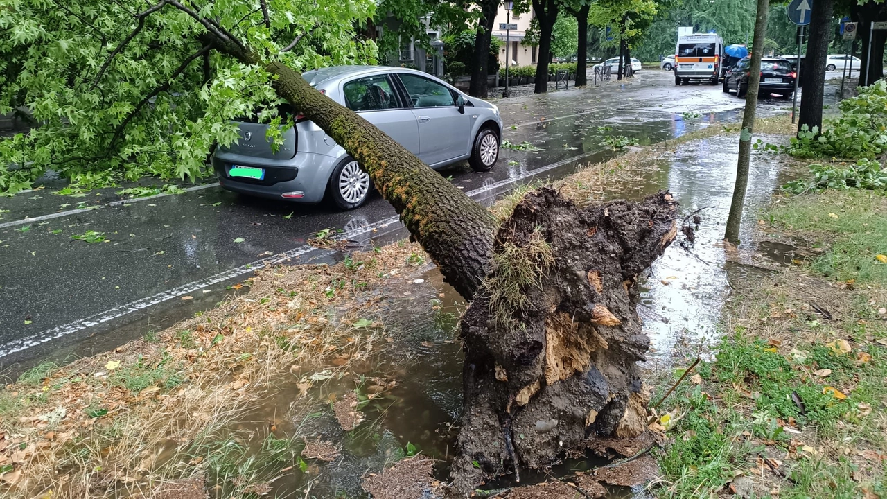 Crema, albero si abbatte su un’auto: la conducente salva per miracolo
