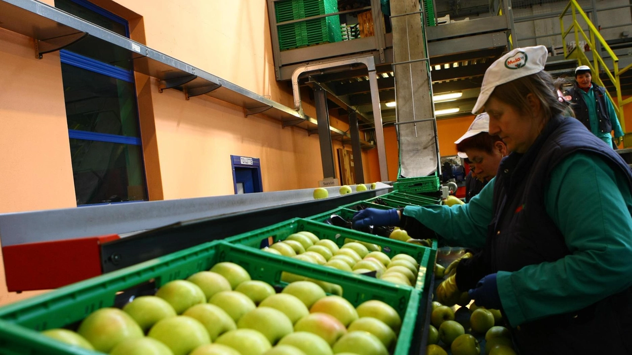 La catena di produzione Melavì I dipendenti hanno ricevuto finalmente lo stipendio di marzo e a breve quello di aprile La catena di produzione Melavì I dipendenti hanno ricevuto finalmente lo stipendio di marzo e a breve quello di aprile
