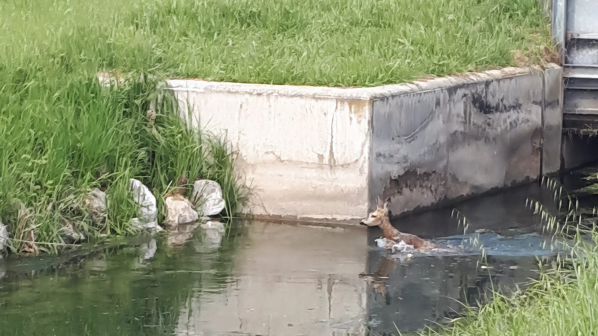 "C’è un capriolo ferito": dopo la chiamata notturna di un passante, scatta la gara di solidarietà. È successo alle 4...