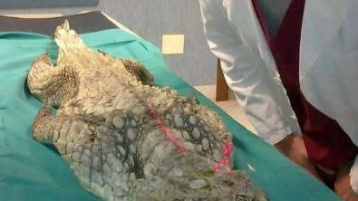 Il polo di Veterinaria di Lodi