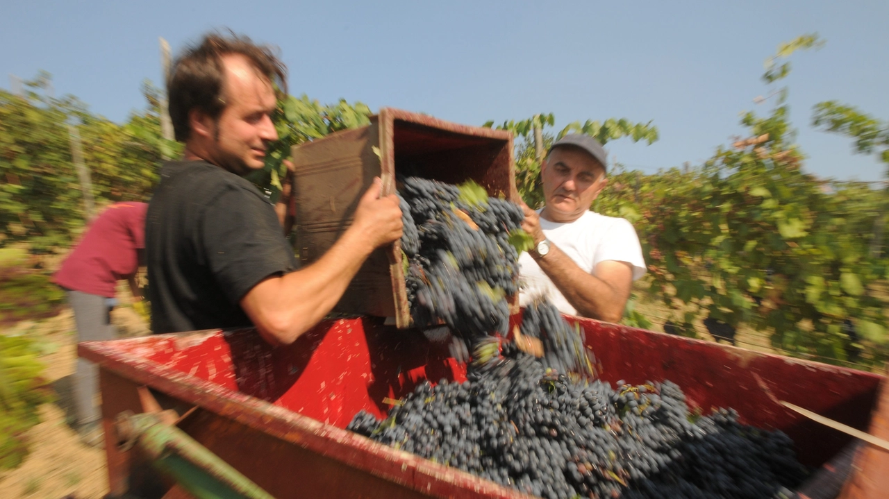 Conferimenti a rilento per i problemi della cantina Conferimenti a rilento per i problemi della cantina
