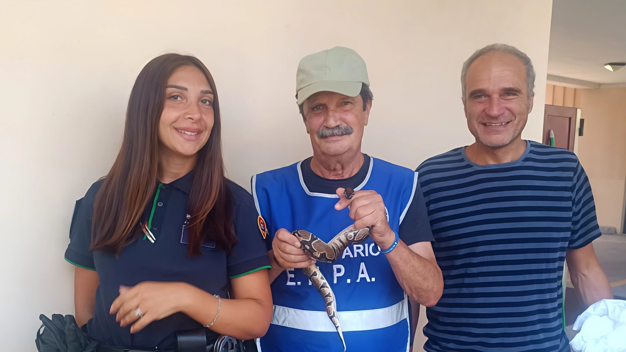 Il pitone recuperato dagli esperti di Enpa, Ats veterinaria, vigili del fuoco