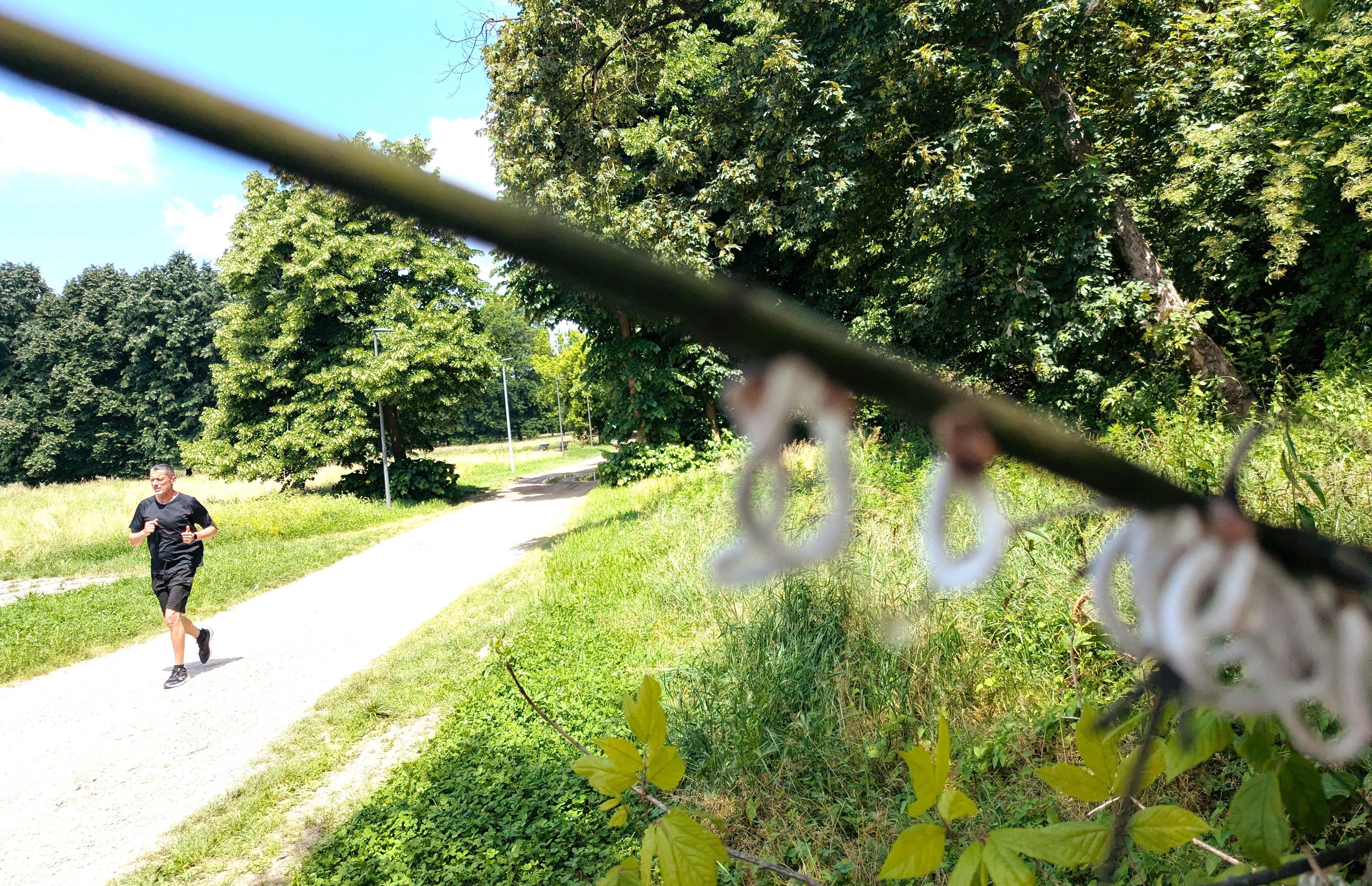 Alberi invasi da filamenti bianchi? È il parassita Takahashia japonica, ecco come segnalarlo Alberi invasi da filamenti bianchi? È il parassita Takahashia japonica, ecco come segnalarlo