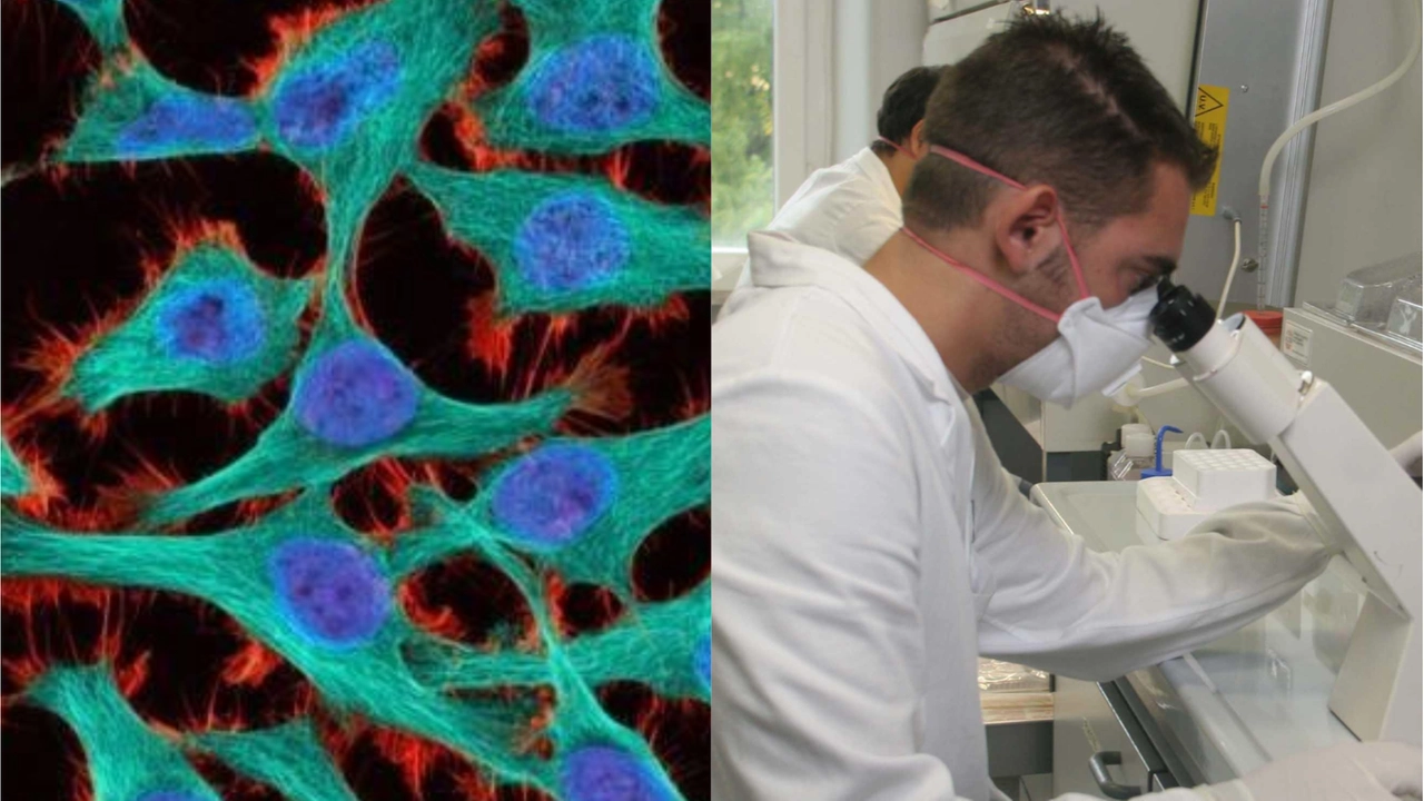 La ricerca e la prevenzione attraverso screening regolari (come un'ecografia) sono di fondamentale importanza per la prevenzione dei tumori La ricerca e la prevenzione attraverso screening regolari (come un'ecografia) sono di fondamentale importanza per la prevenzione dei tumori
