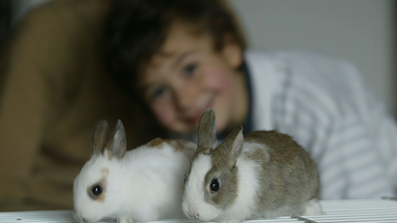 Abbandonati o maltrattati molti animali meno comuni sono regalati ai bambini come giochi ma necessitano di cure e affetto Abbandonati o maltrattati molti animali meno comuni sono regalati ai bambini come giochi ma necessitano di cure e affetto