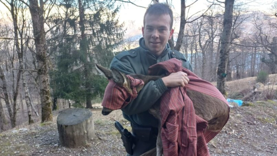 Il salvataggio del capriolo Il salvataggio del capriolo