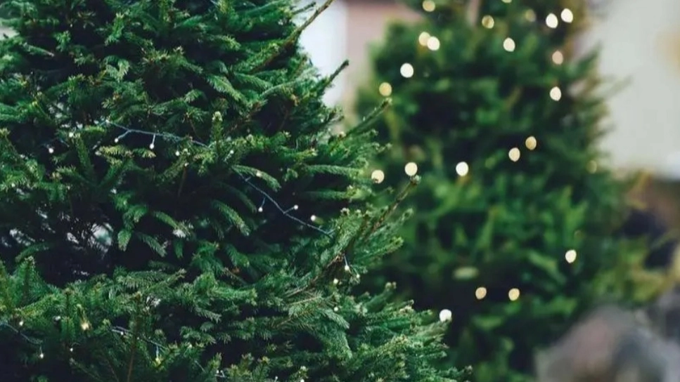 Alberi di Natale Alberi di Natale