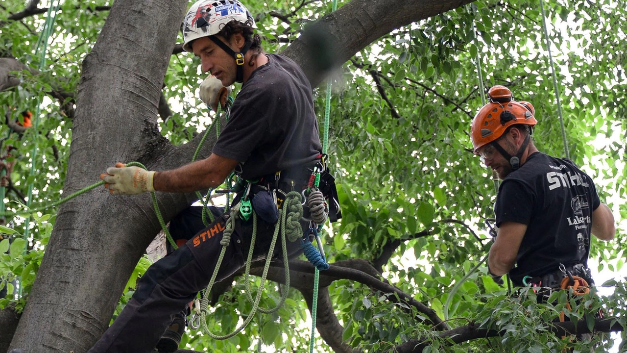 Taglio degi alberi in viale dei Fontanili e in viale De Gasperi, il neonato Gruppo ambiente e territorio chiede chiarimenti all’amministrazione comunale Taglio degi alberi in viale dei Fontanili e in viale De Gasperi, il neonato Gruppo ambiente e territorio chiede chiarimenti all’amministrazione comunale