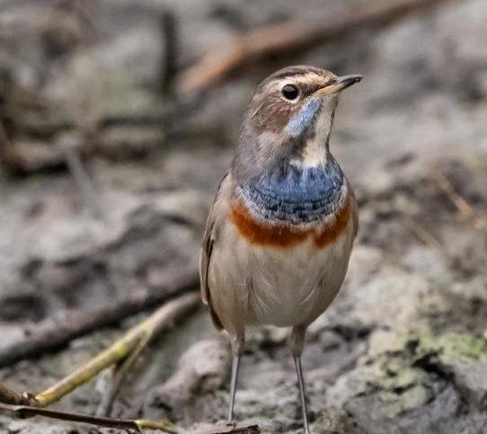 Sorpresa alla Palude Bruschera. Avvistato un raro pettazzurro Sorpresa alla Palude Bruschera. Avvistato un raro pettazzurro