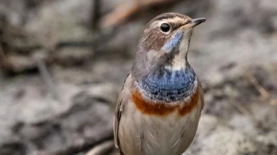 La Palude Bruschera si conferma sito eccezionale per la biodiversità con la prima osservazione di pettazzurro: un piccolo uccello... La Palude Bruschera si conferma sito eccezionale per la biodiversità con la prima osservazione di pettazzurro: un piccolo uccello...