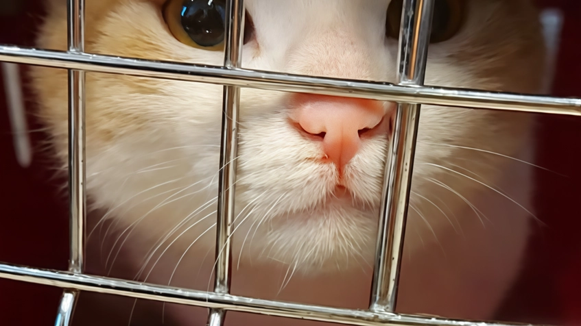 Gattino salvato dalla polizia locale e dai vigili del fuoco ora cerca il suo proprietario. Un gatto bianco e “arancio”... Gattino salvato dalla polizia locale e dai vigili del fuoco ora cerca il suo proprietario. Un gatto bianco e “arancio”...