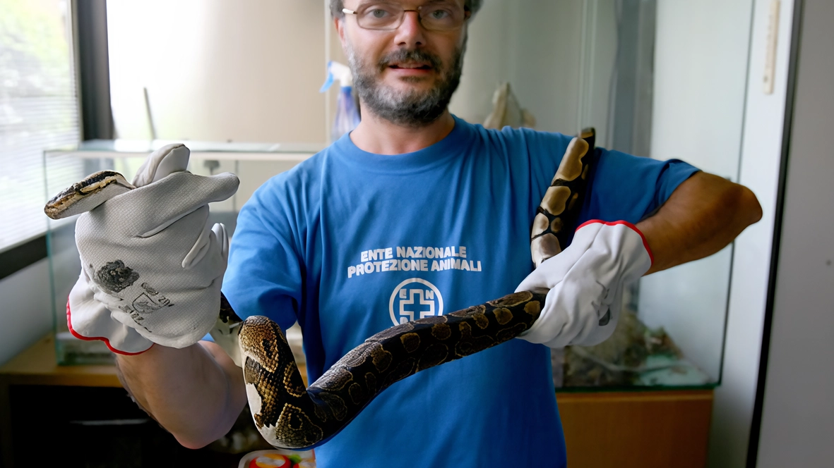 Fra i tantissimi animali di specie diverse che entrasno ogni anno al rifugio Enpa anche serpenti e tartarughe vittime di ambienti insalubri per loro