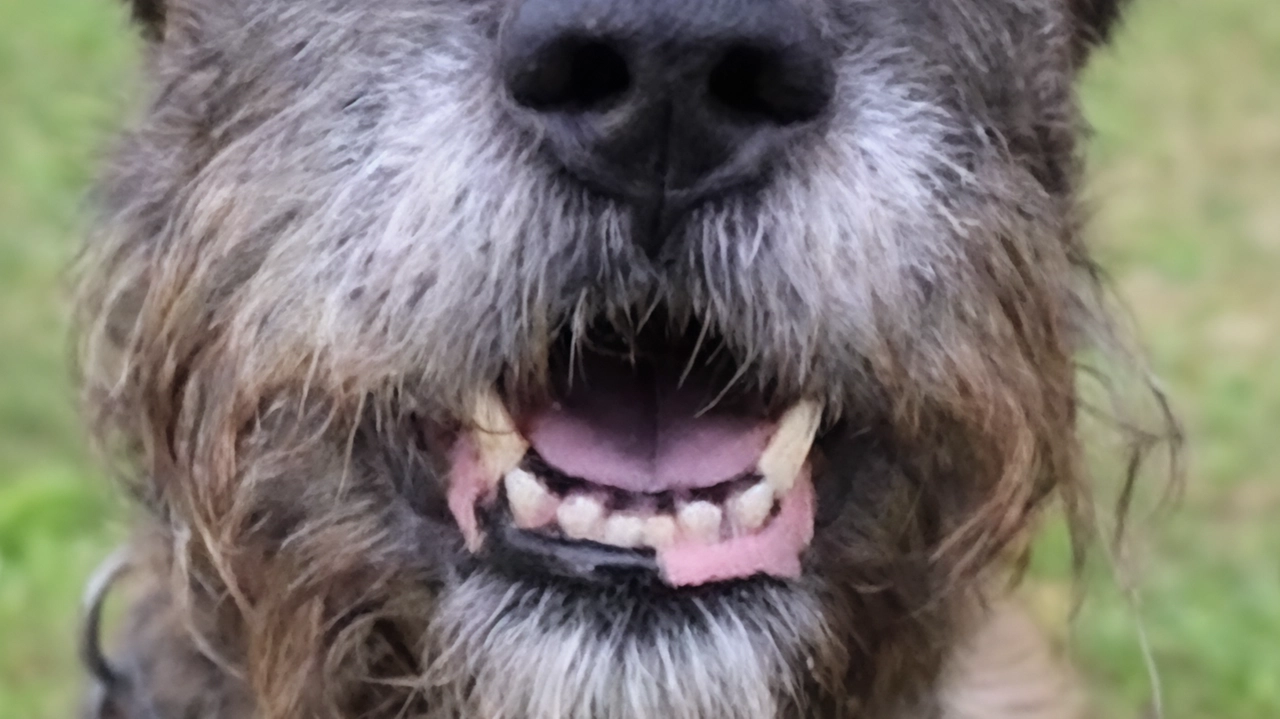 Guai a chi le invade i suoi posti sicuri. Per il resto Botera è un cane perfetto. Un’adozione del cuore... Guai a chi le invade i suoi posti sicuri. Per il resto Botera è un cane perfetto. Un’adozione del cuore...