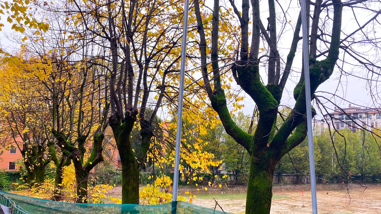 I bei filari d'alberi sacrificati per costruire nuovi immobili I bei filari d'alberi sacrificati per costruire nuovi immobili