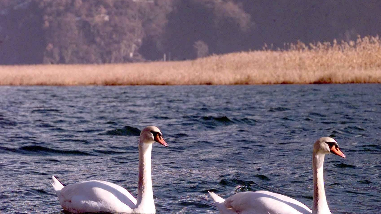 La Riserva del Pian di Spagna partecipa al progetto di inanellamento dell'avifauna migratoria, offrendo un habitat ideale per la sosta degli uccelli in transito. Attività scientifica di monitoraggio e registrazione presso il centro didattico Cascina Poncetta. La Riserva del Pian di Spagna partecipa al progetto di inanellamento dell'avifauna migratoria, offrendo un habitat ideale per la sosta degli uccelli in transito. Attività scientifica di monitoraggio e registrazione presso il centro didattico Cascina Poncetta.