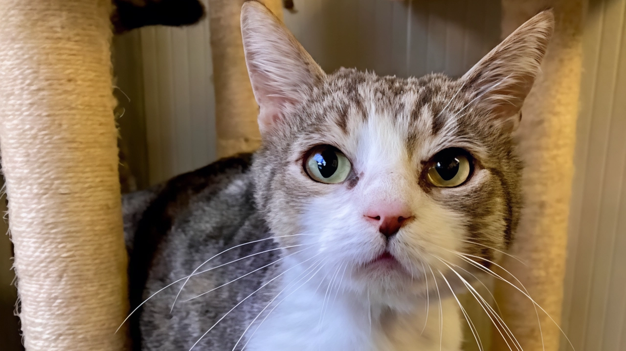 “Una casa a forma di gatto“. È il titolo dell’evento dedicato a proprietari e amanti dei gatti organizzato per domani,... “Una casa a forma di gatto“. È il titolo dell’evento dedicato a proprietari e amanti dei gatti organizzato per domani,...