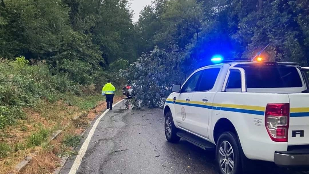 Le strade collinari di San Colombano rimaste bloccate per gli alberi al suolo Le strade collinari di San Colombano rimaste bloccate per gli alberi al suolo