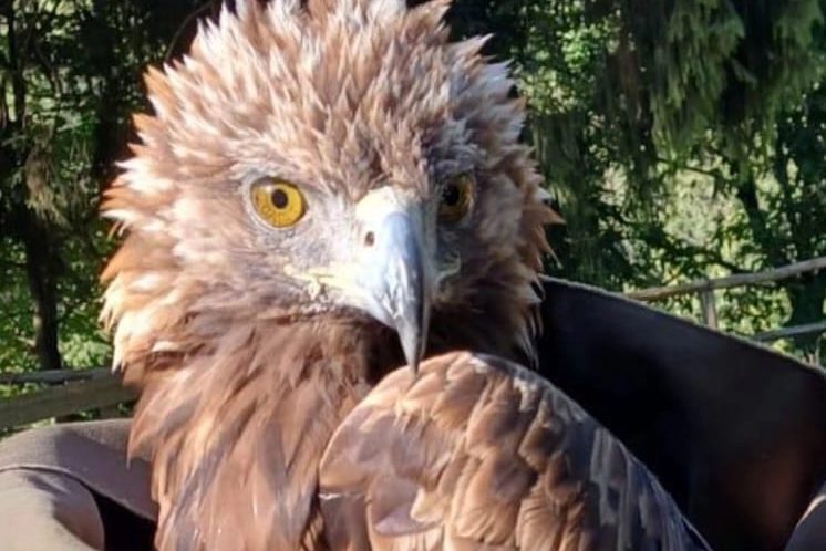 Il magnifico esemplare di aquila reale