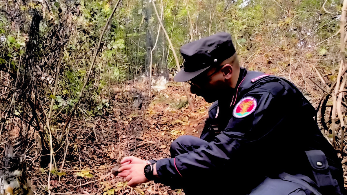 L’ordinanza regionale prevede l’abbattimento degli alberi già infetti e di quelli potenzialmente a rischio nel raggio di cento metri L’ordinanza regionale prevede l’abbattimento degli alberi già infetti e di quelli potenzialmente a rischio nel raggio di cento metri