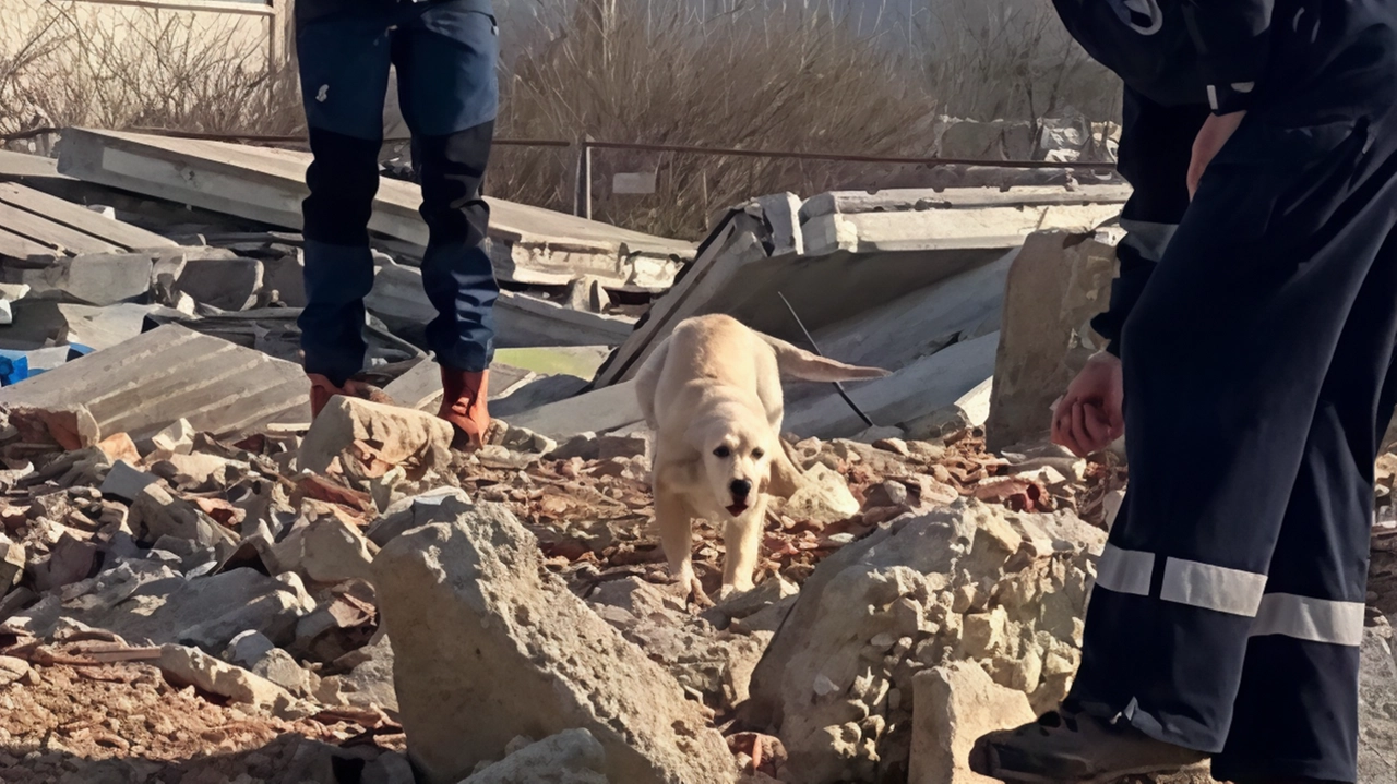 All’evento hanno partecipato volontari e cani abilmente addestrati a lavorare insieme