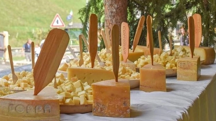 Bitto, il formaggio orgoglio della Valtellina Bitto, il formaggio orgoglio della Valtellina