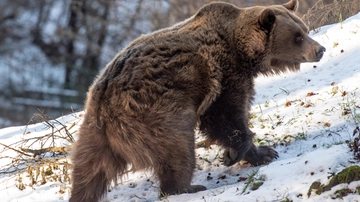 Cosa fare se si incontra un orso? Boitani: “Ecco gli errori da evitare”