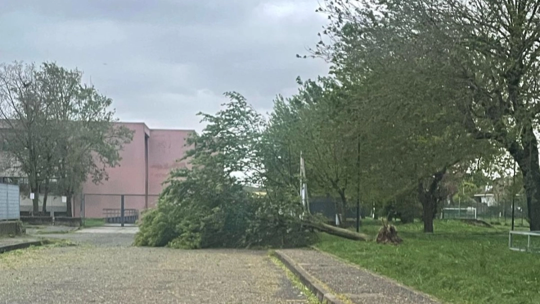 L'albero caduto a terra vicino alla rotatoria di Sant'Angelo Lodigiano
