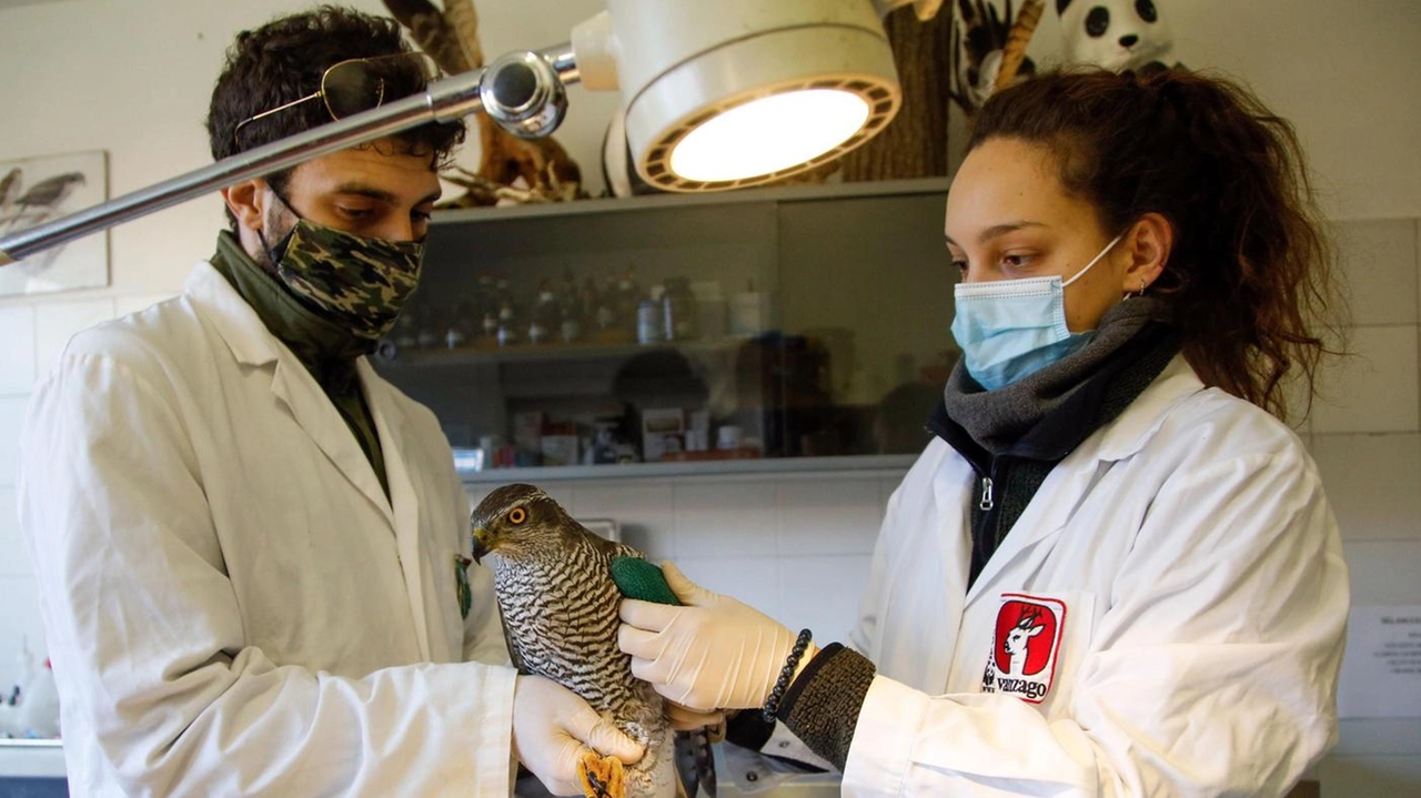 L’unico Centro per la salvezza anche delle specie protette è l’Oasi Wwf di Vanzago lontana 60 chilometri da Lodi e ancora di più dai paesi a Sud della provincia L’unico Centro per la salvezza anche delle specie protette è l’Oasi Wwf di Vanzago lontana 60 chilometri da Lodi e ancora di più dai paesi a Sud della provincia
