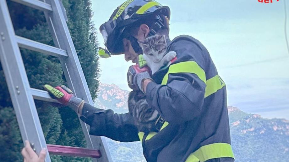 Ballabio, la gattina Mel resta bloccata in cima all